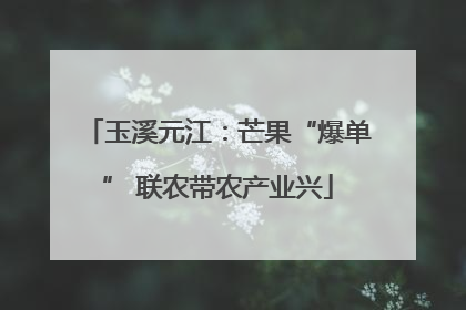 玉溪元江：芒果“爆单” 联农带农产业兴