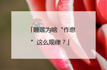 睡莲为啥“作息”这么规律？