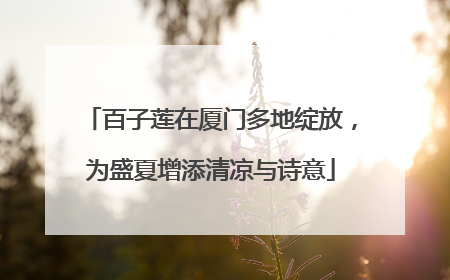 百子莲在厦门多地绽放，为盛夏增添清凉与诗意