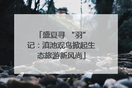 盛夏寻 “羽” 记：滇池观鸟掀起生态旅游新风尚