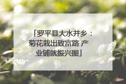 罗平县大水井乡：菊花栽出致富路 产业铺就振兴图