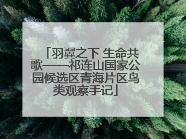 羽翼之下 生命共歌——祁连山国家公园候选区青海片区鸟类观察手记
