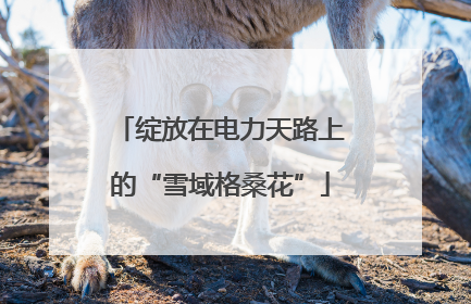 绽放在电力天路上的“雪域格桑花”