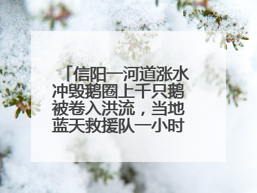 信阳一河道涨水冲毁鹅圈上千只鹅被卷入洪流，当地蓝天救援队一小时赶鹅上岸