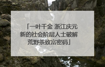 一叶千金 浙江庆元新的社会阶层人士破解荒野茶致富密码
