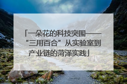 一朵花的科技突围——“三用百合”从实验室到产业链的菏泽实践