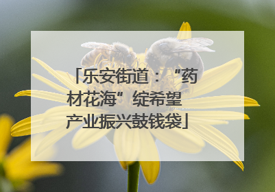 乐安街道：“药材花海”绽希望 产业振兴鼓钱袋