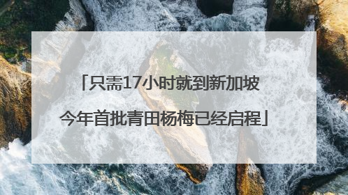 只需17小时就到新加坡 今年首批青田杨梅已经启程