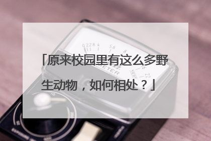原来校园里有这么多野生动物，如何相处？