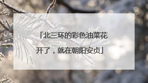 北三环的彩色油菜花开了，就在朝阳安贞