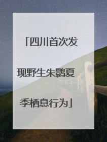 四川首次发现野生朱鹮夏季栖息行为