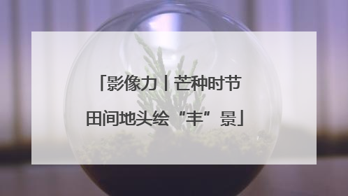 影像力丨芒种时节 田间地头绘“丰”景