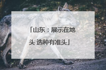 山东：展示在地头 选种有准头