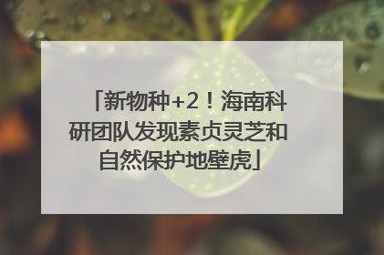 新物种+2！海南科研团队发现素贞灵芝和自然保护地壁虎
