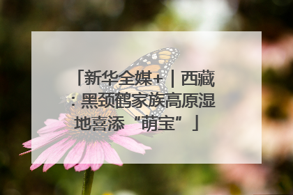 新华全媒+｜西藏：黑颈鹤家族高原湿地喜添“萌宝”