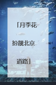月季花扮靓北京道路