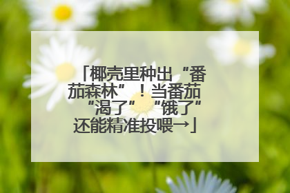 椰壳里种出“番茄森林”！当番茄“渴了”“饿了”还能精准投喂→