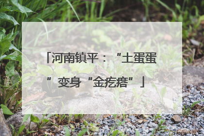 河南镇平：“土蛋蛋”变身“金疙瘩”