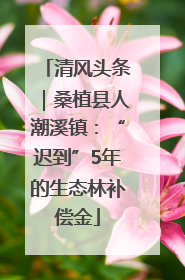 清风头条｜桑植县人潮溪镇：“迟到”5年的生态林补偿金