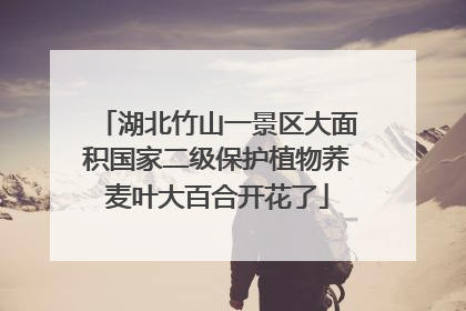湖北竹山一景区大面积国家二级保护植物荞麦叶大百合开花了