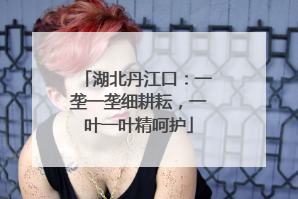 湖北丹江口：一垄一垄细耕耘，一叶一叶精呵护