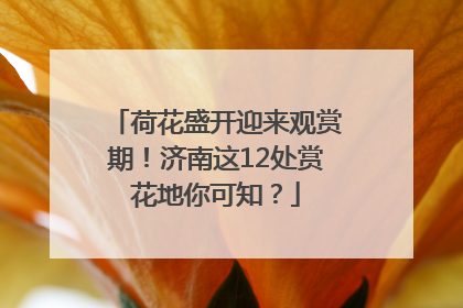 荷花盛开迎来观赏期！济南这12处赏花地你可知？