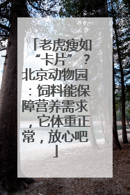 老虎瘦如“卡片”？北京动物园：饲料能保障营养需求，它体重正常，放心吧