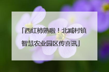 西红柿熟啦！北臧村镇智慧农业园区传喜讯