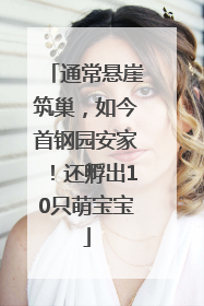 通常悬崖筑巢，如今首钢园安家！还孵出10只萌宝宝