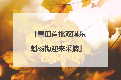 青田首批双膜东魁杨梅迎来采摘