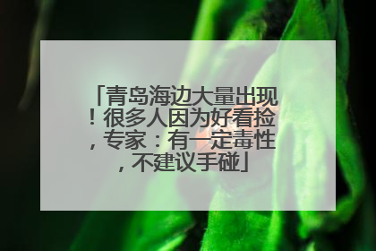 青岛海边大量出现！很多人因为好看捡，专家：有一定毒性，不建议手碰
