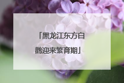 黑龙江东方白鹳迎来繁育期