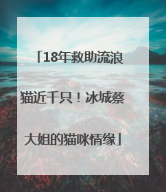 18年救助流浪猫近千只！冰城蔡大姐的猫咪情缘