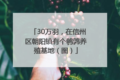 30万羽，在信州区朝阳镇有个鹌鹑养殖基地（图）