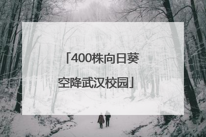 400株向日葵空降武汉校园